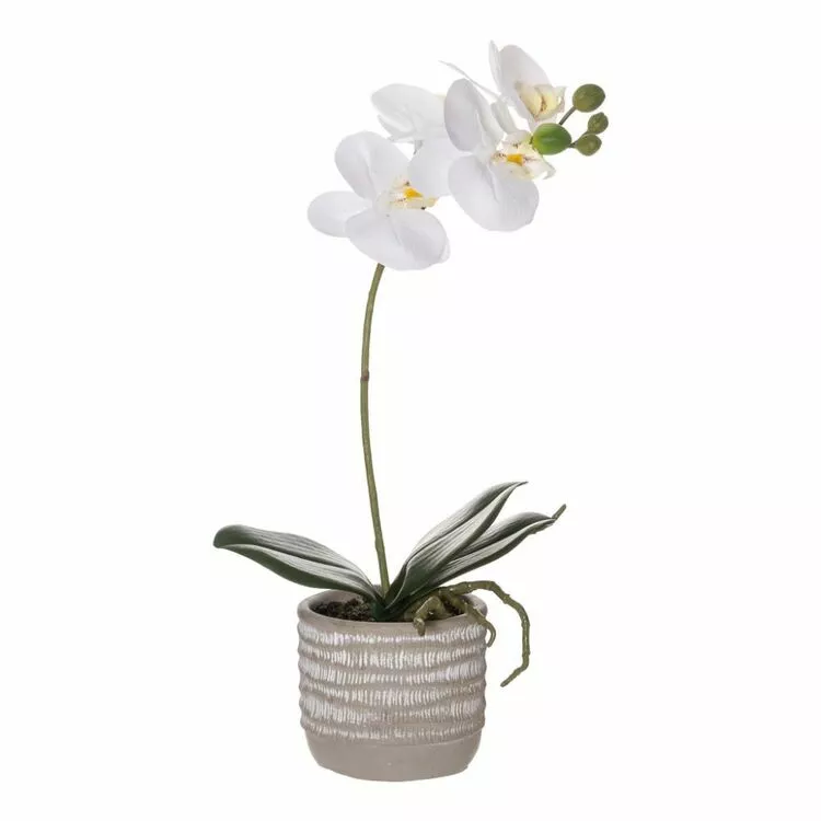 Rogue Butterfly Orchid Etched Pot 36 Cm White 3 Rogue Butterfly Orchid Etched Pot 36 Cm White
