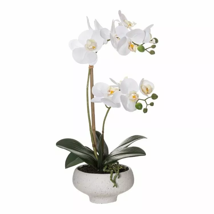 Rogue Butterfly Orchid In Stone Bowl 46 Cm White 3 Rogue Butterfly Orchid In Stone Bowl 46 Cm White