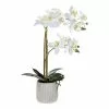 Rogue Butterfly Orchid In Ceramic Pot 2 Rogue Butterfly Orchid In Ceramic Pot -Bed Linen store SP 609301