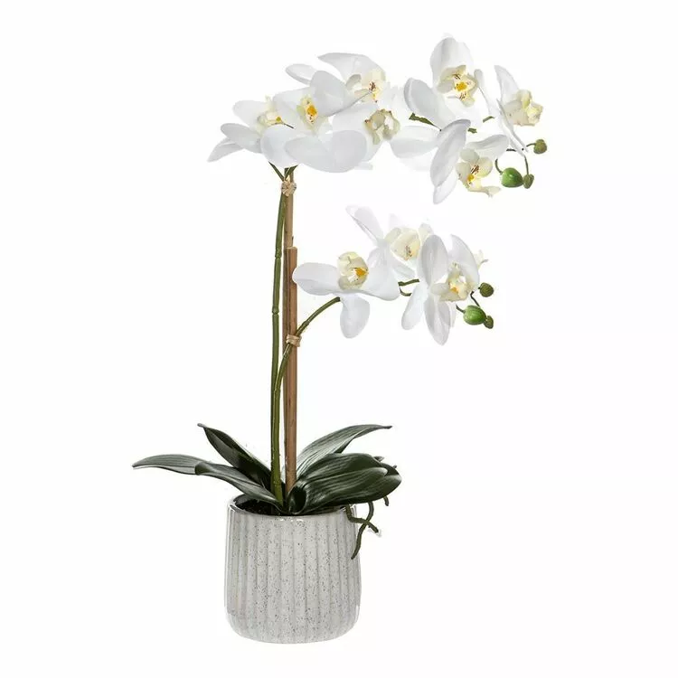 Rogue Butterfly Orchid In Ceramic Pot 3 Rogue Butterfly Orchid In Ceramic Pot