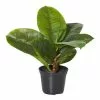 Rogue Rubber Plant In Garden Pot 1 Rogue Rubber Plant In Garden Pot -Bed Linen store SP 612101