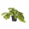 Rogue Syngonium In Garden Pot 2 Rogue Syngonium In Garden Pot -Bed Linen store SP 613774 2