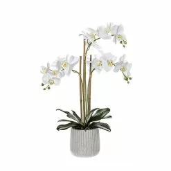 Rogue White Orchid In Ceramic Pot