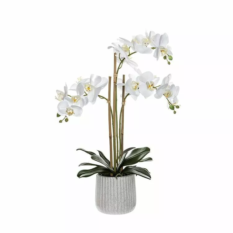 Rogue White Orchid In Ceramic Pot 3 Rogue White Orchid In Ceramic Pot