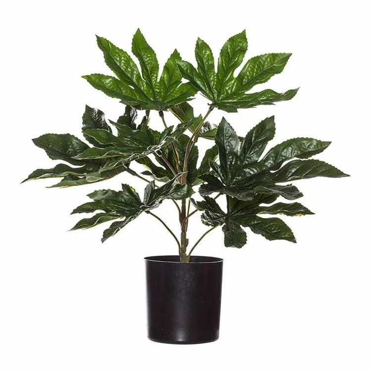 Rogue Aralia Plant In Garden Pot 3 Rogue Aralia Plant In Garden Pot