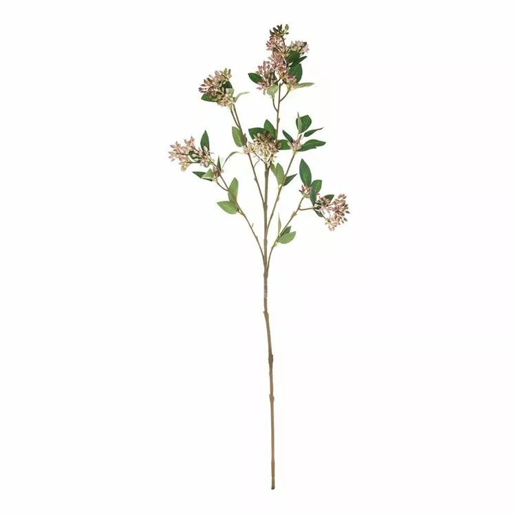 Rogue Seeding Spray Stem Pink 3 Rogue Seeding Spray Stem Pink