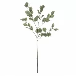 Rogue Eucalyptus Stem