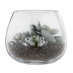 Rogue Lotus Echeveria Vase 18cm