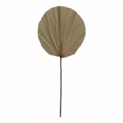 Rogue Dried Cut Fan Palm Stem Natural 30 X 1 X 73 Cm