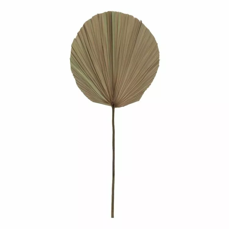 Rogue Dried Cut Fan Palm Stem Natural 30 X 1 X 73 Cm 3 Rogue Dried Cut Fan Palm Stem Natural 30 X 1 X 73 Cm