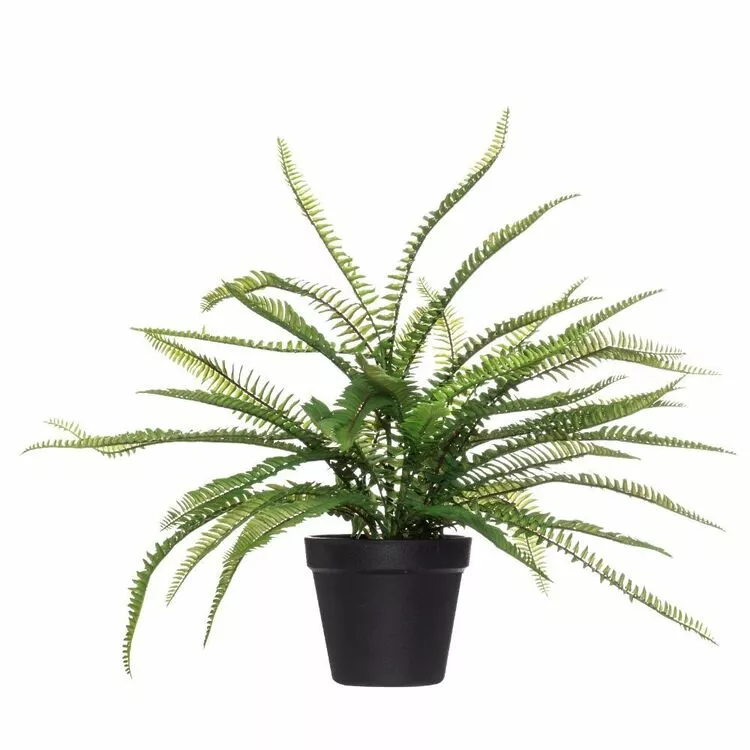 Rogue Boston Fern Garden Pot Green 50 X 50 X 53 Cm 3 Rogue Boston Fern Garden Pot Green 50 X 50 X 53 Cm