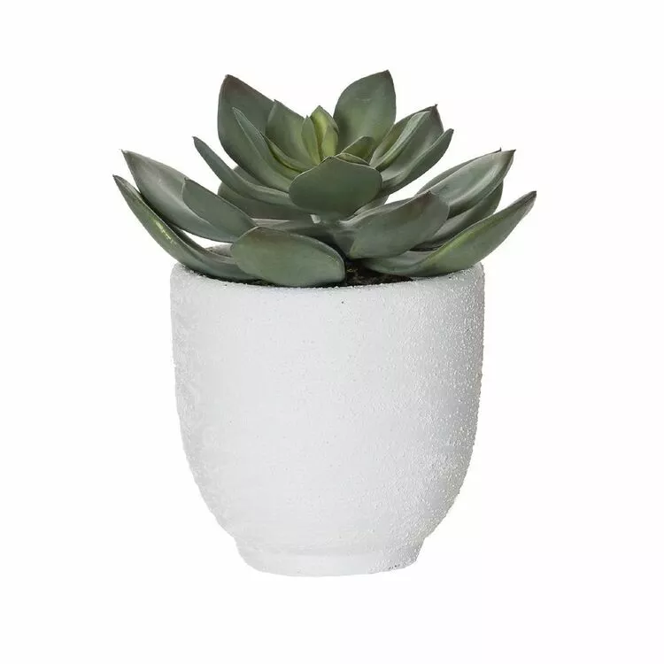 Rogue Echeveria Orson Pot 3 Rogue Echeveria Orson Pot