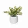 Rogue Maiden Hair Fern Tub Pot 2 Rogue Maiden Hair Fern Tub Pot -Bed Linen store SP 632535