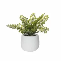 Rogue Maiden Hair Fern Tub Pot