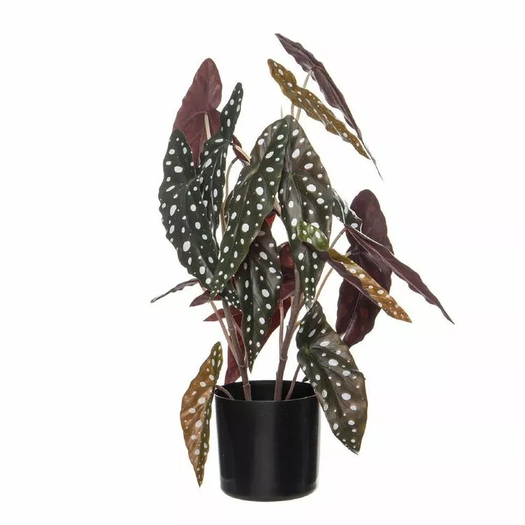 Rogue Spotted Begonia Plant Pot 50cm 3 Rogue Spotted Begonia Plant Pot 50cm