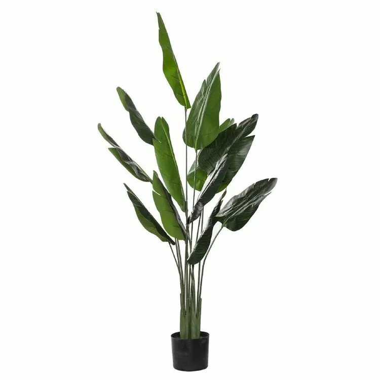 Rogue Bird Of Paradise Pot 140cm 3 Rogue Bird Of Paradise Pot 140cm